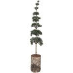Clayre & Eef Vánoční dekorace jehličnatý stromek na dřevě L 15*15*80 cm – Hledejceny.cz