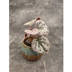 Begonia Spirit of Bali mini – Zboží Dáma
