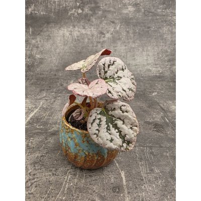 Begonia Spirit of Bali mini – Zboží Dáma