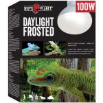 Repti Planet Daylight Frosted 100 W – Hledejceny.cz