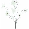 Květina Divoká Magnolie 'Salla' krémová V127 cm