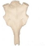 E-myslivost Lebka daňka na parohy shozy – Sleviste.cz