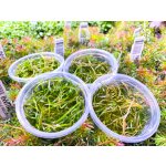 Sagittaria subulata Needle Leaf – Zboží Dáma