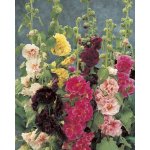 Mix slézových růží 10 ks – Zboží Dáma