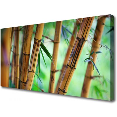 Obraz na plátně Bambus Příroda Rostlina 100x50 cm – Hledejceny.cz