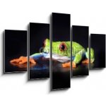 Obraz 5D pětidílný - 150 x 100 cm - frog macro - a red-eyed tree frog isolated on black žába makro – Hledejceny.cz