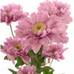 Chryzantéma T TIFLIS 70 g – Zboží Dáma