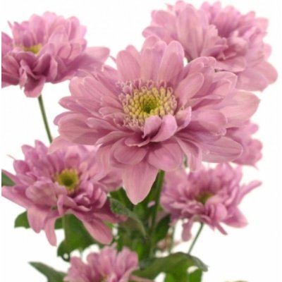 Chryzantéma T TIFLIS 70 g – Zboží Dáma