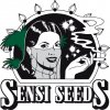 Semena konopí Sensi seeds Purple Bud Fem semena neobsahují THC 5 ks