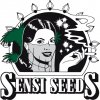 Semena konopí Sensi Seeds Purple Skunk AUTO semena neobsahují THC 3 ks