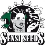 Sensi seeds Mandarine Punch semena nenobsahují THC 1 ks – Zboží Mobilmania