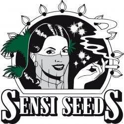 Sensi seeds White Skunk Fem semena neobsahují THC 3 ks