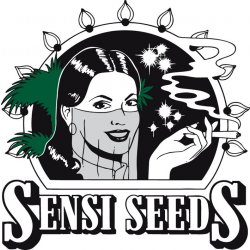 Sensi Seeds Purple Skunk AUTO semena neobsahují THC 3 ks