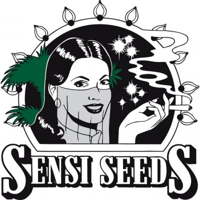 Sensi seeds White Skunk Automatic semena neobsahují THC 1 ks – Zboží Dáma