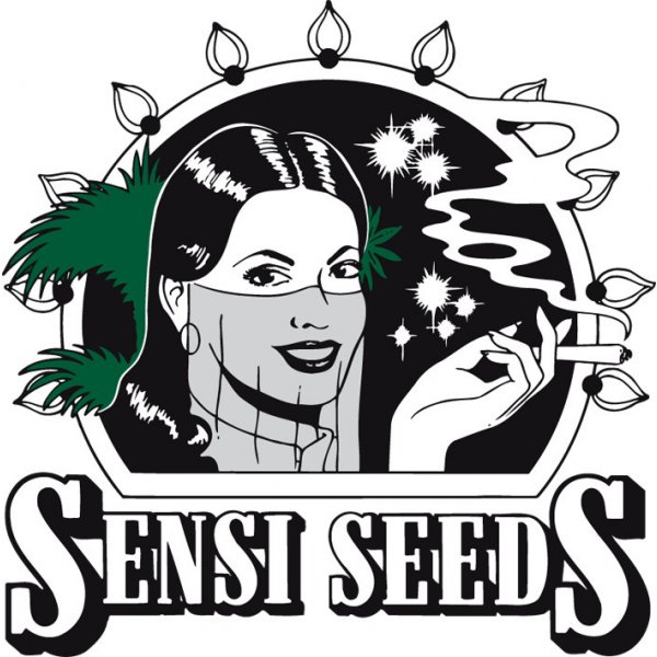 Semena konopí Sensi seeds Master Kush semena neobsahují THC 10 ks