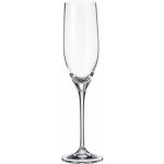 Crystalite Bohemia sklenice na šampaňské Sitta 6 x 240 ml – Zboží Dáma Crystalite Bohemia sklenice na šampaňské Sitta 6 x 240 ml – Zboží Dáma