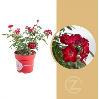 Růže mnohokvětá, Rosa Rosy Boom Color Change, červeno - bílá, velikost kontejneru 6 l – Zbozi.Blesk.cz
