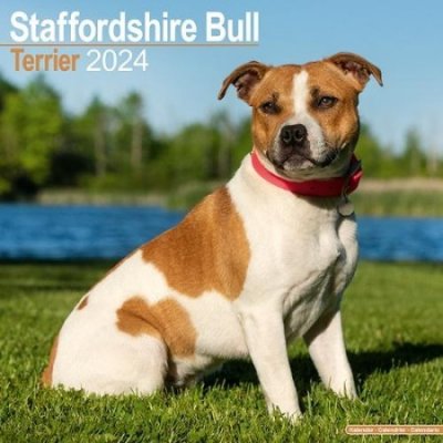Staffordshire Bull Terrier Square Dog Breed Wall 16 Month 2024