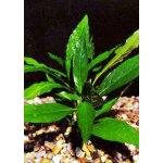 Justicia schimperi - Právenka Schimperova "T" – Zboží Dáma