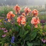 Dosna 'Apricot Frost' 1 ks – Sleviste.cz