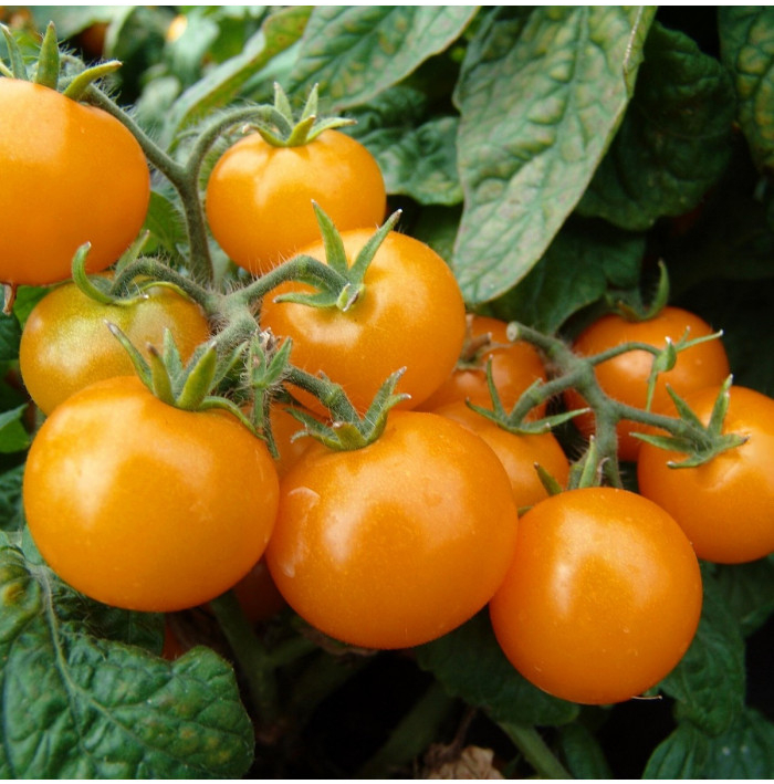 Rajče Aztek - Solanum lycopersicum - semena rajčete - 20 ks