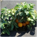 Rajče Venus - Solanum lycopersicum - semena rajčete - 10 ks – Hledejceny.cz