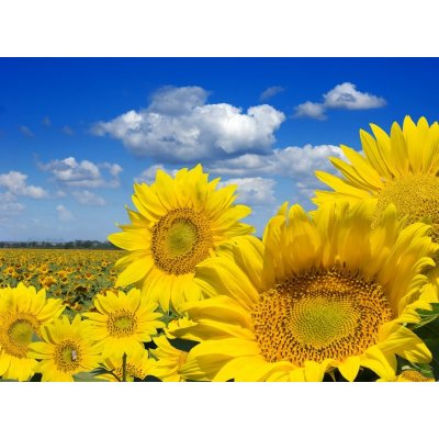 WEBLUX 16872718 Fototapeta plátno Some yellow sunflowers against a wide field and the blue sky Některé žluté slunečnice proti širokému poli a modré obloze rozměry 330 x 244 cm – Zboží Mobilmania