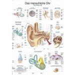Schéma - lidské ucho Papír bez lišty – Hledejceny.cz