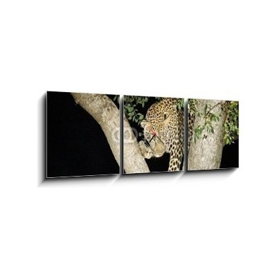 Obraz s hodinami 3D třídílný - 150 x 50 cm - leopard leopard panther Jižní Afrika