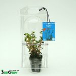 Rotala indica - Kolovka indická – Hledejceny.cz