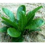 Echinodorus tropica – Zboží Dáma