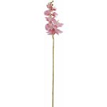 KS ORCHIDEA PHALAENOPSIS STARO-RUŽOVÁ 102CM – Hledejceny.cz