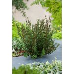 Myrta obecná 'Myrtus Communis' – Zboží Dáma