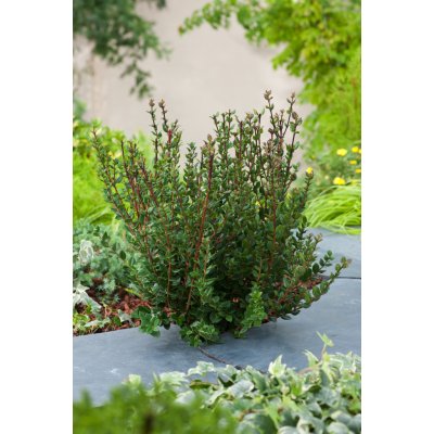 Myrta obecná 'Myrtus Communis' – Zboží Dáma