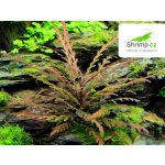 Hygrophila pinnatifida - Mokřanka peřenoklaná – Zboží Dáma