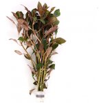 Ludwigia repens Rubin – Zbozi.Blesk.cz