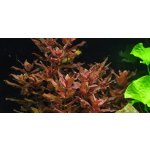 Rotala macrandra - Kolovka velká – Zboží Dáma