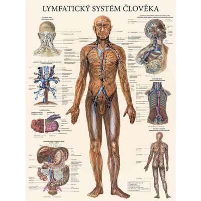 Vydavatelství Poznání Anatomický plakát - Lymfatický systém člověka 47 x 63 cm | CS, LA – Sleviste.cz