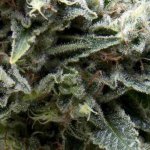 Pyramid Seeds AUTO Northern Lights CBD semena neobsahují THC 5 ks – Zboží Dáma