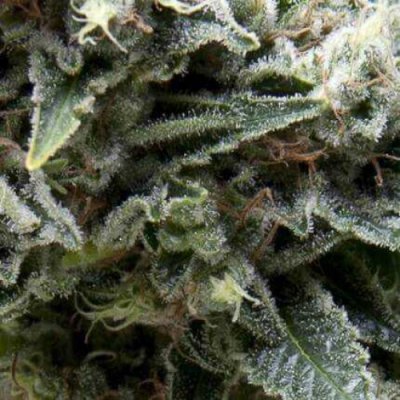 Pyramid Seeds AUTO Northern Lights CBD semena neobsahují THC 5 ks – Zboží Dáma