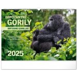 Nástěnný Notique Impozantní gorily 48 x 33 cm 2025 – Hledejceny.cz