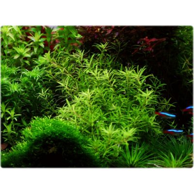 Pogostemon yatabeanus 7 cm – Sleviste.cz