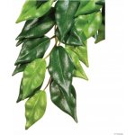 HAGEN Rostlina Ficus střední 55 cm – Sleviste.cz