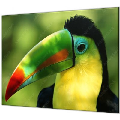 Glasdekor Ochranné sklo za varnou desku papoušek tukan - Ochranná deska: 65x90cm, Lepení na zeď: S lepením na zeď – Zboží Mobilmania