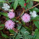 Semínka citlivky - Mimosa pudica - Citlivka stydlivá - Mimóza - prodej semen - 5 ks