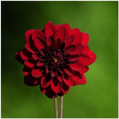 Jiřinka Thomas Edison - Dahlia - cibuloviny - 1 ks – Hledejceny.cz