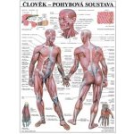 Pohybová soustava - plakát – Hledejceny.cz