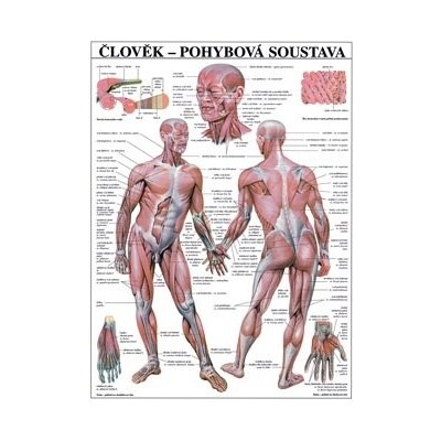 Pohybová soustava - plakát – Hledejceny.cz
