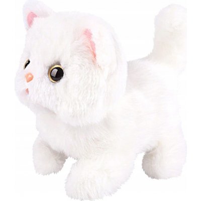 ISO koťátko – Sleviste.cz