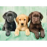 Clementoni Tři labradoři HQC 1000 dílků – Zboží Dáma